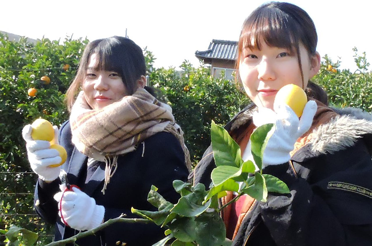県立広島大学生　「レモンを通じて社会貢献」　地元高校生と協力して収穫サポート！